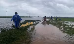 Hơn 2.700 ha lúa non bị ảnh hưởng do mưa lớn kéo dài ở Quảng Trị
