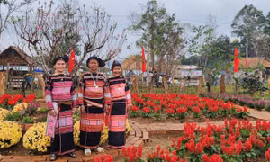 Du khách thích thú ngắm hoa đào nở rộ, khoe sắc ở Vĩnh Thạnh (Bình Định)