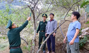 Cán bộ, chiến sỹ Đồn Biên phòng Chiềng Tương hướng dẫn người dân cách chăm sọc vườn mận. Ảnh: Quang Quyết - TTXVN