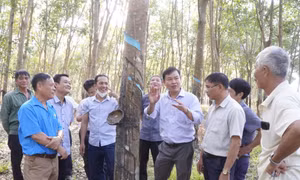 Cán bộ Viện Nghiên cứu Cao su Việt Nam hướng dẫn người dân kỹ thuật khai thác cao su tại xã Long Tân, huyện Phú Riềng. Ảnh: K GỬIH - TTXVN