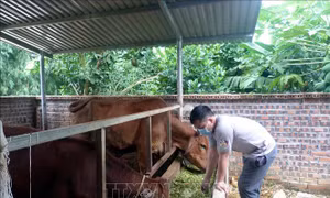 Anh Ma Văn Chức, dân tộc Tày, thôn Ao Họ, xã Minh Hương (Hàm Yên, Tuyên Quang) chăm sóc đàn bò của gia đình. Ảnh Vũ Quang – TTXVN