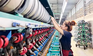 Ngành dâu tằm tơ Lâm Đồng "trúng lớn" dịp đầu năm mới