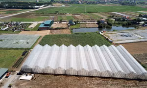 Mô hình sản xuất nông nghiệp theo hướng công nghệ cao của chị Nguyễn Thị Trâm, xã Minh Tân, huyện Lương Tài, tỉnh Bắc Ninh. Ảnh: Đinh Văn Nhiều-TTXVN
