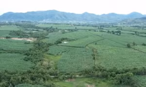 Vùng chảo lửa huyện Krông Pa (Gia Lai) phát triển vùng chuyên canh mía. Ảnh: Hồng Điệp - TTXVN