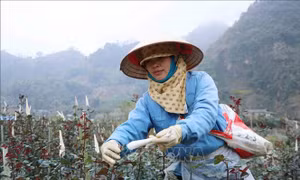 Vùng trồng hoa hồng ở Lai Châu chuẩn bị phục vụ Tết