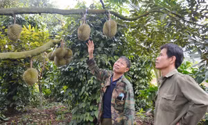 Hợp tác xã nông nghiệp Buôn Hồ, tỉnh Đắk Lắk đánh giá vườn cây và đánh giá tỷ lệ trái sầu riêng đủ tuổi để quyết định thời điểm thu hoạch. Ảnh: Hoài Thu – TTXVN