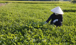“Trụ đỡ” nông nghiệp - Vẫn cần thêm trợ lực