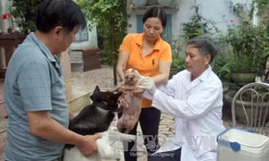 Nhân Ngày Thế giới phòng chống bệnh dại (28/9): Tăng cường nhận thức của người dân về bệnh dại