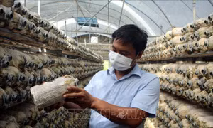 Anh Lê Đình Trúc với mô hình trồng nấm an toàn. Ảnh: Nguyễn Nam-TTXVN