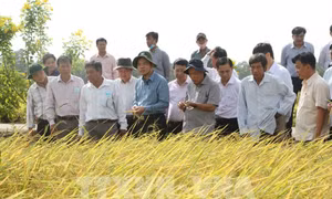 Nghiên cứu quy trình để giống gạo ST thành thương hiệu gạo thơm Việt Nam