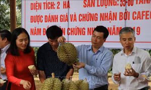 Sắp diễn ra Lễ hội sầu riêng Krông Pắc