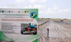 Khởi động cánh đồng 1 triệu ha lúa chất lượng cao, phát thải thấp