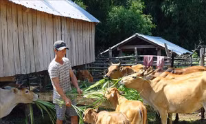 Trên 196 tỷ đồng phát triển vùng đồng bào dân tộc thiểu số và miền núi tỉnh Phú Yên