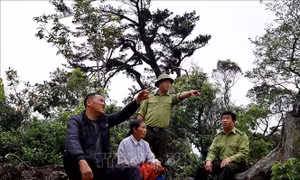 Người Mông ở Hòa Bình giữ rừng nguyên sinh để phát triển du lịch bền vững
