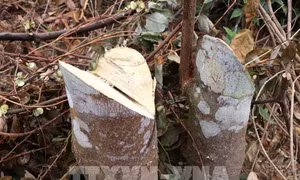 Vết cưa sắc lẹm tại một gốc thân cây gỗ bị triệt hạ gần đây tại rừng tái sinh ở huyện biên giới Nậm Pồ, Điện Biên. Xuân Tiến-TTXVN