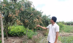 Bến Tre công bố nhãn hiệu tập thể đối với nhãn Long Hòa, nhãn xuồng cơm vàng Tam Hiệp và tôm sinh thái Thạnh Phước