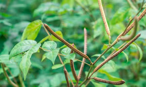 Ăn hạt muồng tây chữa bệnh, hai vợ chồng bị ngộ độc, teo cơ, liệt toàn thân