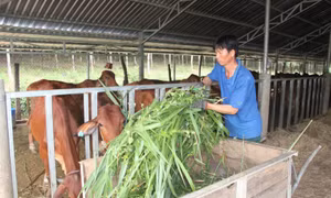 Nhiều hộ chăn nuôi tại Bình Phước đã áp dụng các tiến bộ khoa học kỹ thuật vào chăn nuôi. Nhờ vậy, chất lượng, tầm vóc đàn bò được cải thiện, nhiều mô hình chăn nuôi quy mô hàng hóa được hình thành, góp phần nâng cao thu nhập cho người dân. Ảnh: K GỬIH - 