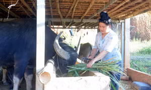 Chị Lò Thị Thẩn, bản Pá Mặt, xã Huổi Một (Sông Mã, Sơn La) là quần chúng ưu tú chuẩn bị được xét kết nạp đảng. Ảnh: Quang Quyết - TTXVN