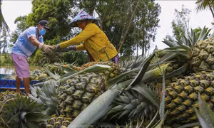 Thu hoạch dứa đem đi tiêu thụ trong mùa dịch tại thành phố Vị Thanh, Hậu Giang. Ảnh: Duy Khương - TTXVN