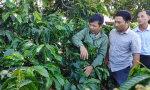 Ông Đỗ Anh Tuấn (trái) - Bí thư chi bộ kiêm trưởng thôn Đăk Wơk Yốp, xã Hơ Moong (huyện Sa Thầy) - chia sẻ kinh nghiệm sản xuất cho cán bộ, nhân dân trên địa bàn. Ảnh: baokontum.com.vn