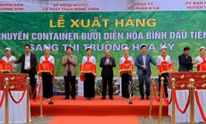 Hoà Bình xuất khẩu 48 tấn bưởi Diễn đầu tiên sang thị trường Hoa Kỳ