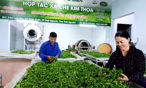 Chế biến chè tại HTX chè Kim Thoa, xã Phúc Xuân, thành phố Thái Nguyên, tỉnh Thái Nguyên. Ảnh: baothainguyen.vn