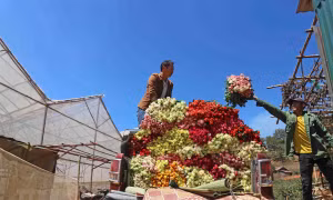 Hoa hồng được chuyển lên xe ôtô bán tải - phương tiện được mua nhờ nguồn thu nhập từ trồng hoa của nhiều hộ gia đình trong thị trấn Lạc Dương hiện nay. Ảnh: Nguyễn Dũng - TTXVN