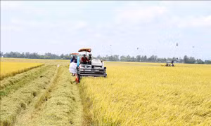 Đến 2030, hình thành một triệu héc-ta vùng chuyên canh lúa chất lượng cao, phát thải thấp