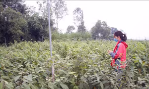 Diện tích cây dược liệu tại huyện Cam Lộ (Quảng Trị). Ảnh: Hồ Cầu - TTXVN