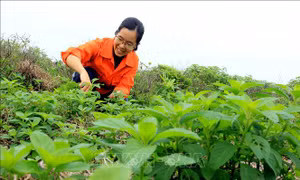 Chị Bùi Thị Duyên thu hoạch cây dược liệu. Ảnh: Thế Duyệt - TTXVN