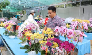 Đắt hàng hoa lan và hoa vạn thọ Pháp vào dịp cận Tết