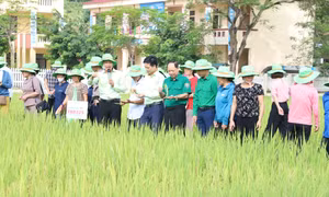 Các đại biểu dự Hội nghị tham quan mô hình trình diễn mô hình Quản lý cây trồng tổng hợp (ICM) trên giống lúa TBR 225 gắn với dịch vụ BVTV vụ Mùa 2023 tại xã Mỹ Thuận, huyện Tân Sơn. Ảnh: baophutho.vn