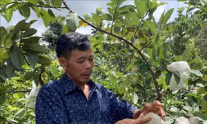 Mô hình vườn đa cây kết hợp kinh doanh dịch vụ du lịch của gia đình ông Đặng Thanh Vân (tổ dân phố 3, thị trấn Phú Hòa, huyện Chư Păh). Ảnh: Quang Thái - TTXVN