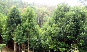 Phú Thọ phủ xanh đồi rừng bằng cây quế