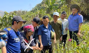 Lai Châu tạm giữ hình sự đối tượng trồng cây thuốc phiện trái phép giữa rừng sâu