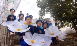 Đến Bình Liêu ngắm hoa Sở nở trắng đồi