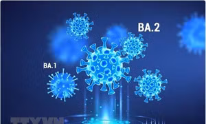 Các đột biến của virus SARS-CoV-2 có khả năng "lẩn trốn" tế bào T trên diện rộng