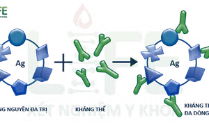 Thử nghiệm giai đoạn 3 và chuyển giao công nghệ sản xuất kháng thể đa dòng XAV-19 điều trị COVID-19
