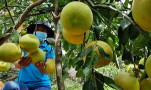 Giúp nông dân tiêu thụ bưởi Phúc Trạch