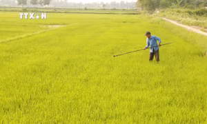 Quảng Trị dành gần 180 tỷ đồng phát triển lúa hữu cơ liên kết theo chuỗi giá trị