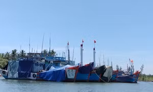 Chi phí tăng, ngư dân Bạc Liêu trăn trở cho tàu nằm bờ hay vươn khơi