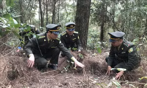 Gắn phòng, chống cháy rừng với gìn giữ và bảo vệ cảnh quan các khu di tích ở Hải Dương