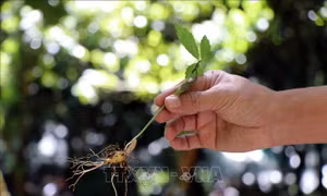 Cây sâm Ngọc Linh được nhổ ở vườn ươm trước khi đi trồng. Ảnh: Cao Nguyên-TTXVN