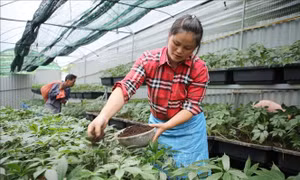 Thủ tướng chỉ đạo tháo gỡ khó khăn trong xuất khẩu dược liệu