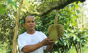 Huyện miền núi Khánh Sơn khởi sắc từ thương hiệu sầu riêng cơm vàng, hạt lép