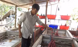 Anh Châu Văn Hồng, ấp Cầu Dừa (xã Mỹ Phước Tây, thị xã Cai Lậy, tỉnh Tiền Giang) kiểm tra các bể xi măng nuôi lươn không bùn của gia đình. Nguồn: danviet.vn 