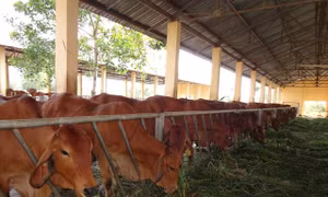Nông dân Trà Vinh gặp khó trong chăn nuôi bò