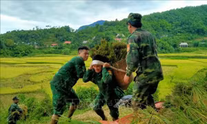 Chiến sỹ đồn biên phòng Yên Khương, Thanh Hóa xuống đồng gặt lúa giúp nhân dân khu vực biên giới xã Yên Khương. Ảnh: Nguyễn Nam-TTXVN