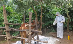 Lực lượng thú y phun hóa chất xử lý bệnh lở mồm long móng. Ảnh: Dư Toán – TTXVN